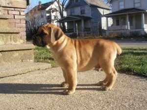 cachorros+boerboel+venta+inquisivi+la+paz+bolivia__B70BA9_1